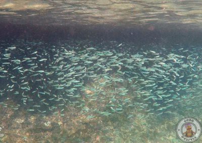 Snorkel en Entalula