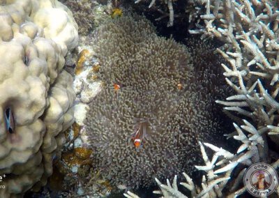 Snorkel en Port Barton